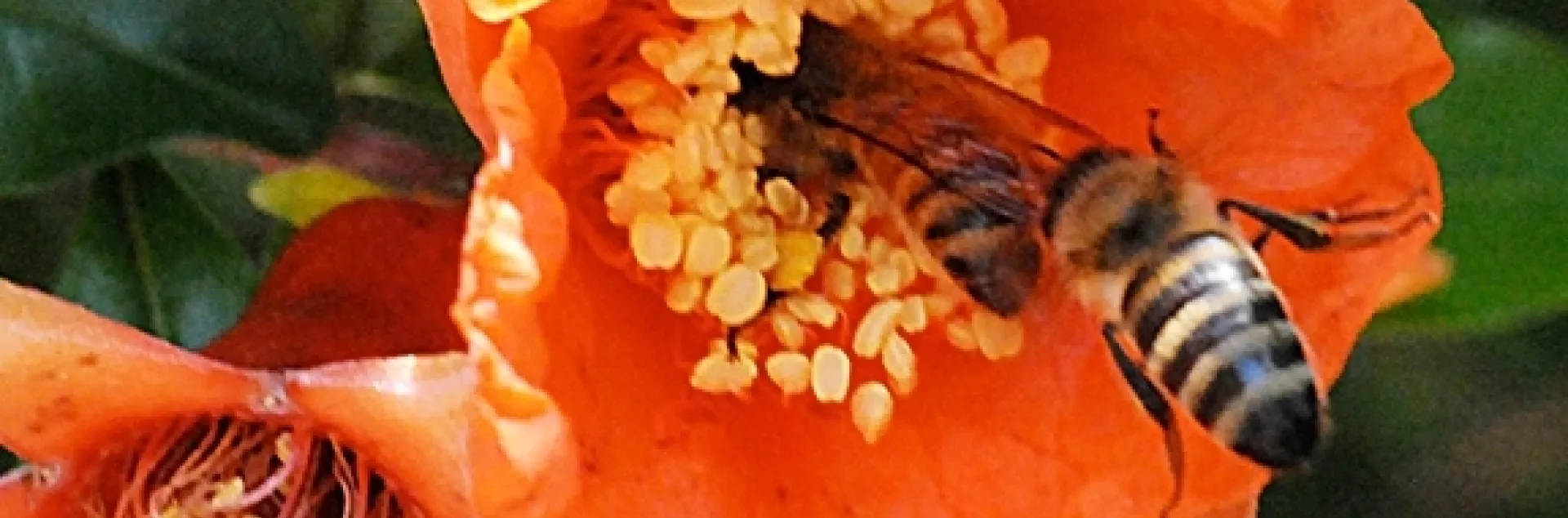 Two honey bees competing for pollen on a pomegranate blossom. (Photo by Kathy Keatley Garvey)