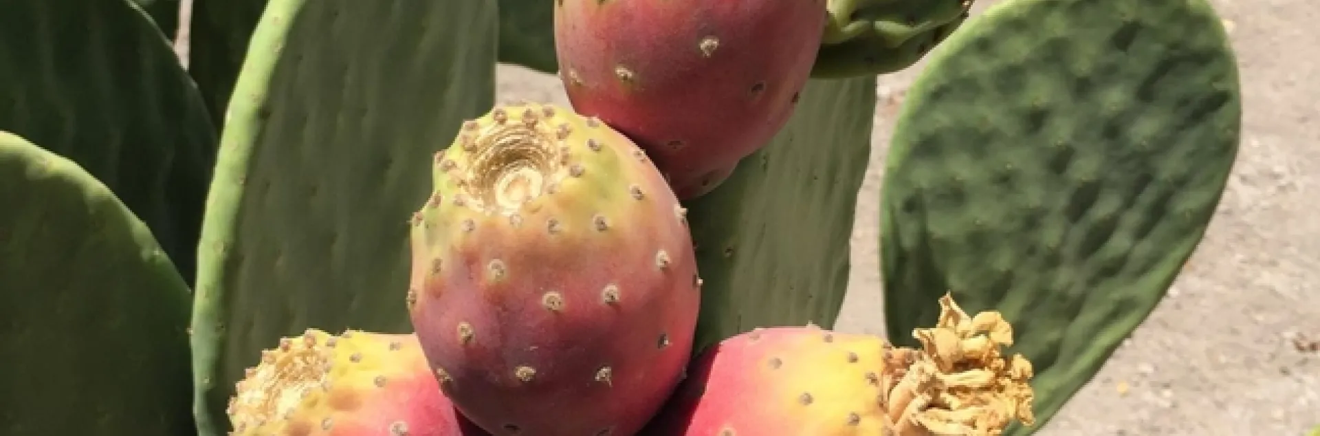 cactus pear