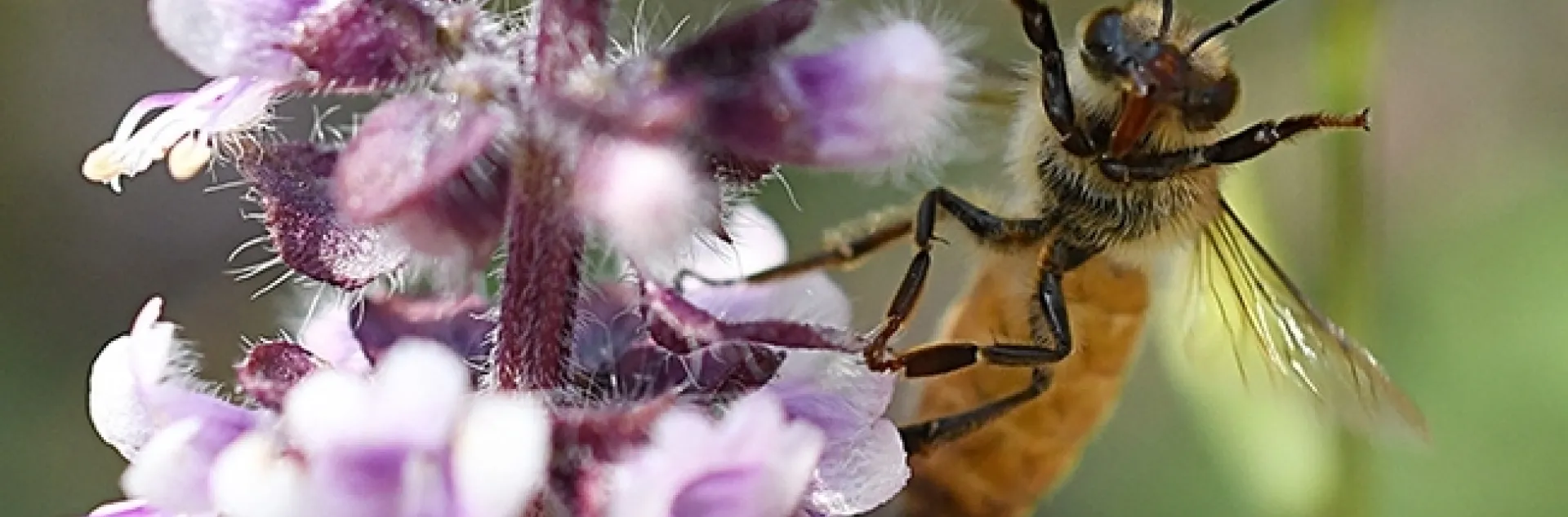 A honey bee gives a "high five." (Photo by Kathy Keatley Garvey)
