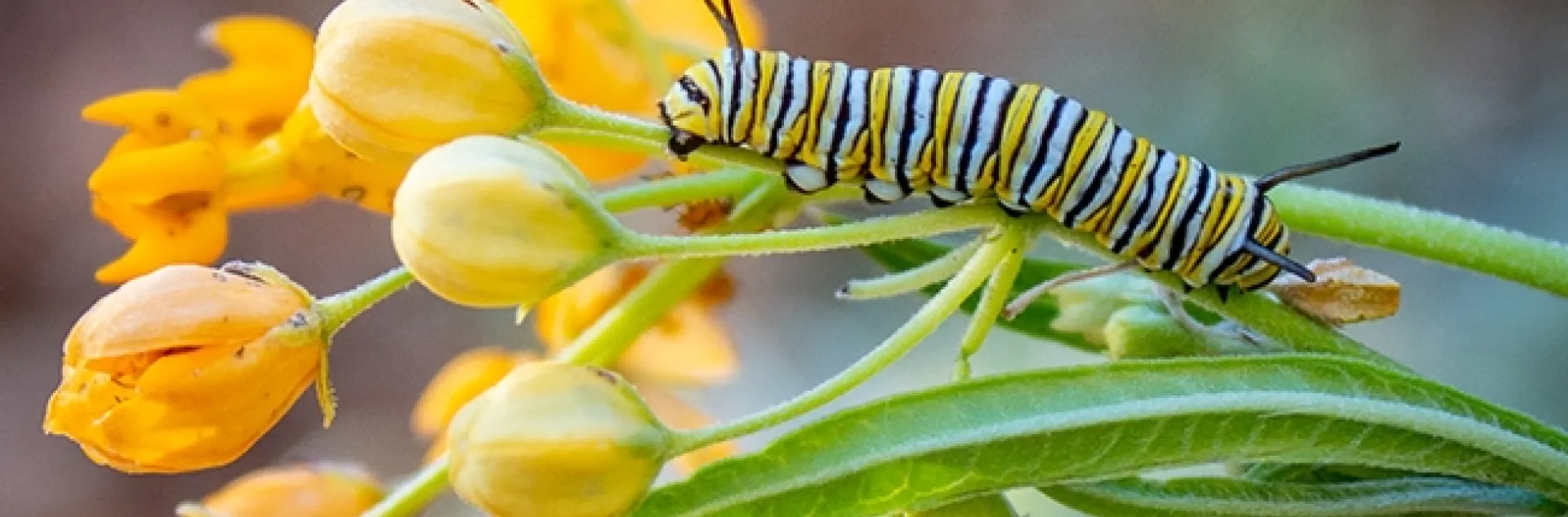 This is Henry as a winter monarch caterpillar found in the front yard of Karen Gideon, Greenbrae. It was feasting on her milkweed, “Hello Yellow” Asclepias tuberosa, native to eastern and southwestern North America. (Photo by Karen Gideon)
