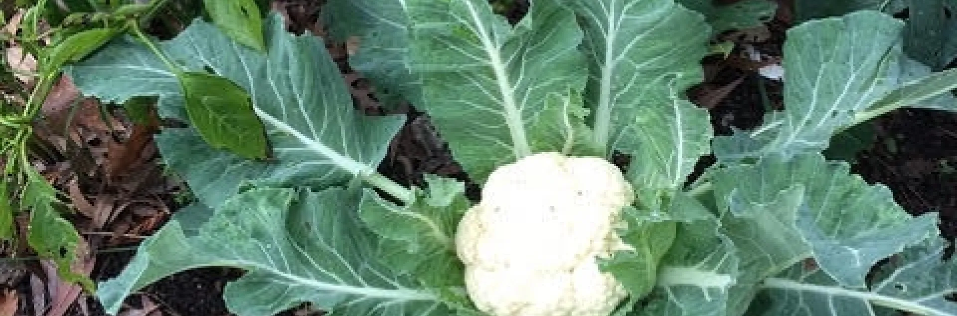 Cauliflower2