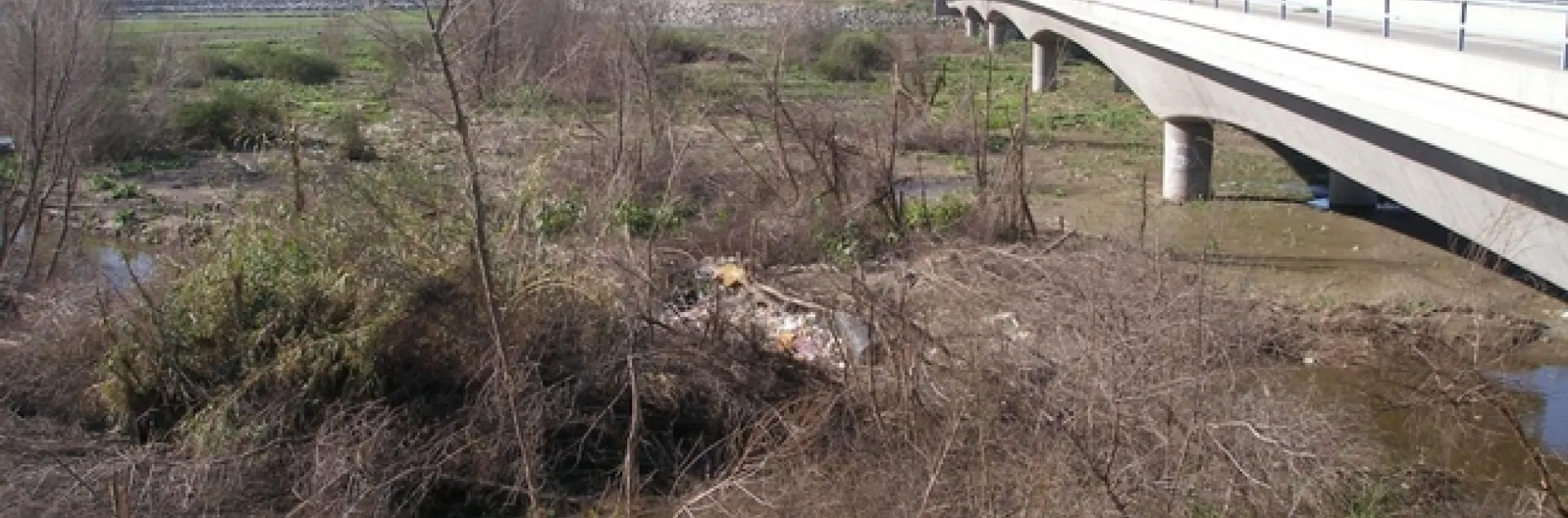 Tijuana willows shot hole