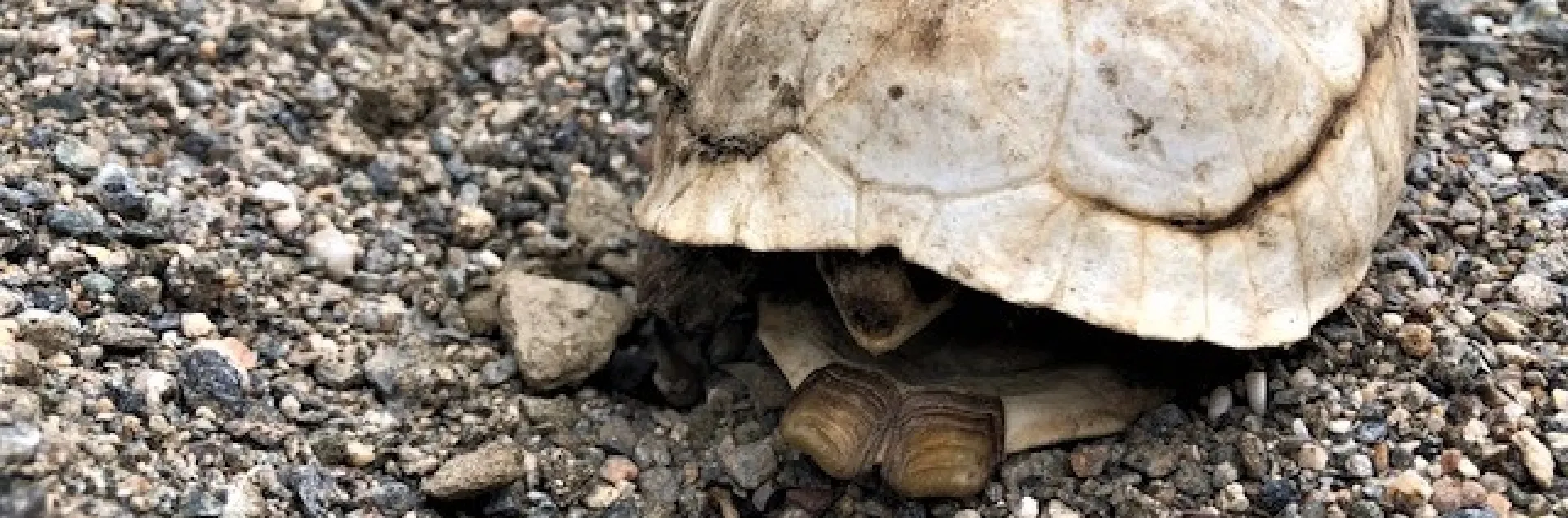 a Desert tortoise with it's head mostly tucked in.