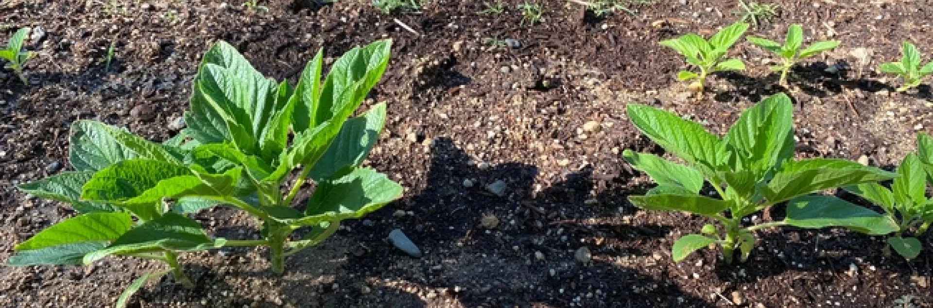 Small sesame plants in early July