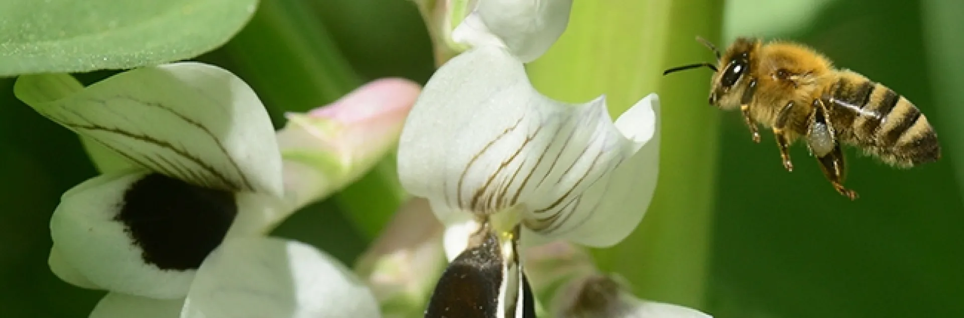 A honey bee heads for fava bean blossoms. Note the silver-gray pollen. (Photo by Kathy Keatley Garvey)