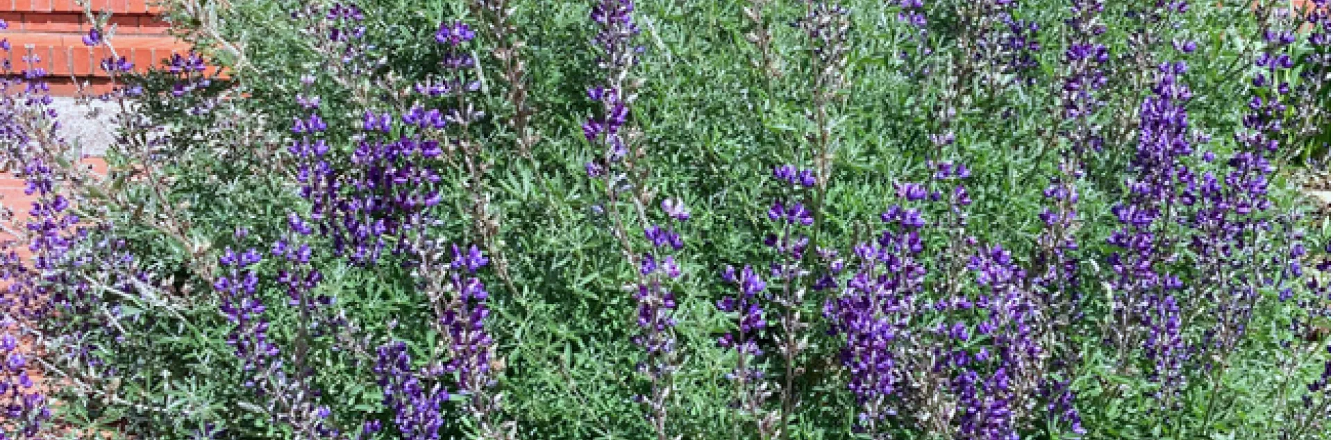 Silver Bush Lupine – Lupinus Albifrons