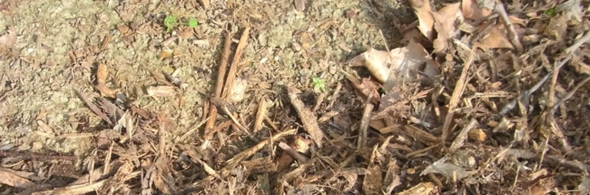 Stop mulch short of a building foundation to leave bare soil for bees