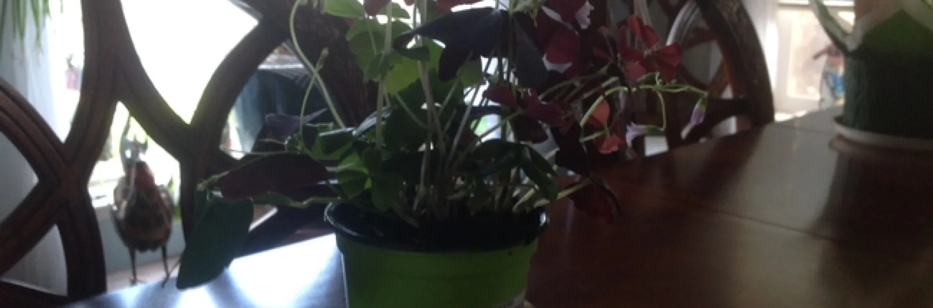 photos by Jenni Dodini