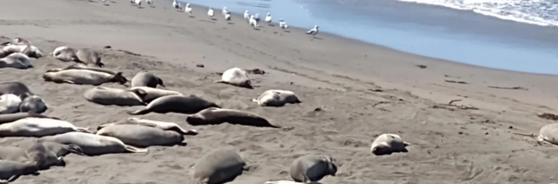 Taking it easy near Cambria, CA