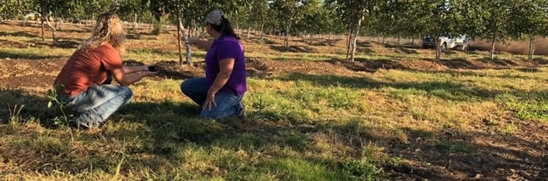Climate Smart Agriculture Educator, Dana Yount, out with Glenn County grower as they spread compost in their orchard.