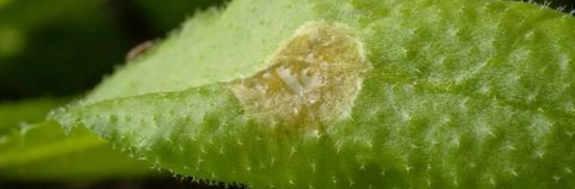 Arabidopsis-with-fungus