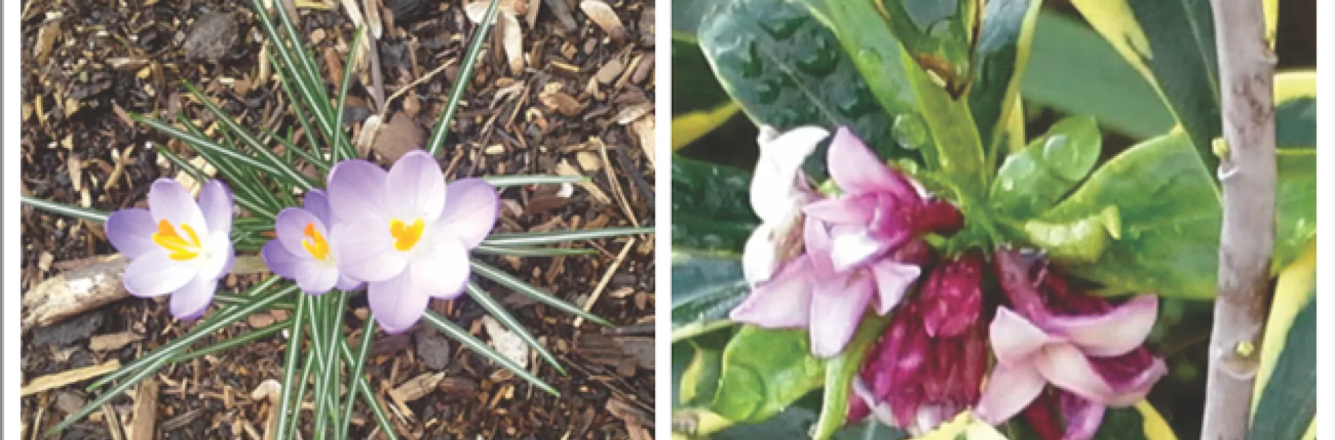 Crocus & Daphne