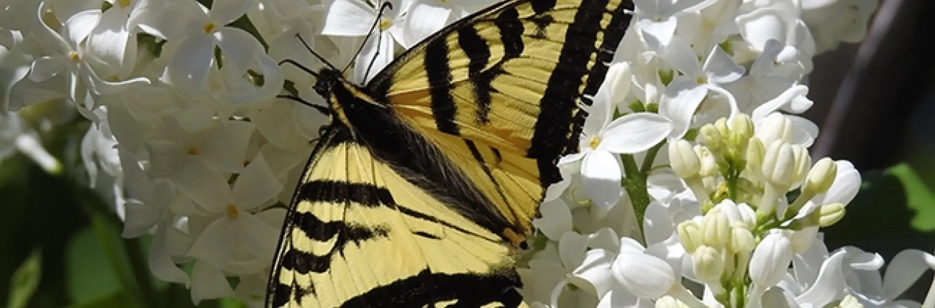 A Western tiger swallowtail, missing part of its tails, nectars March 30 on a lilac bush at a Vacaville park. (Photo by Kathy Keatley Garvey)