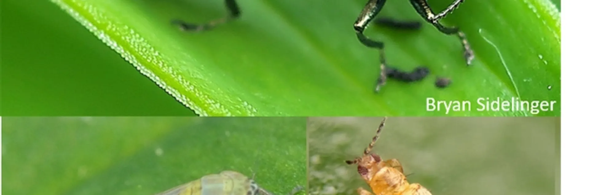 An illustration from Priya Rajarapu's seminar: Top image, Emerald ash borer; lower left, a black-faced leafhopper; and at right, thrips.