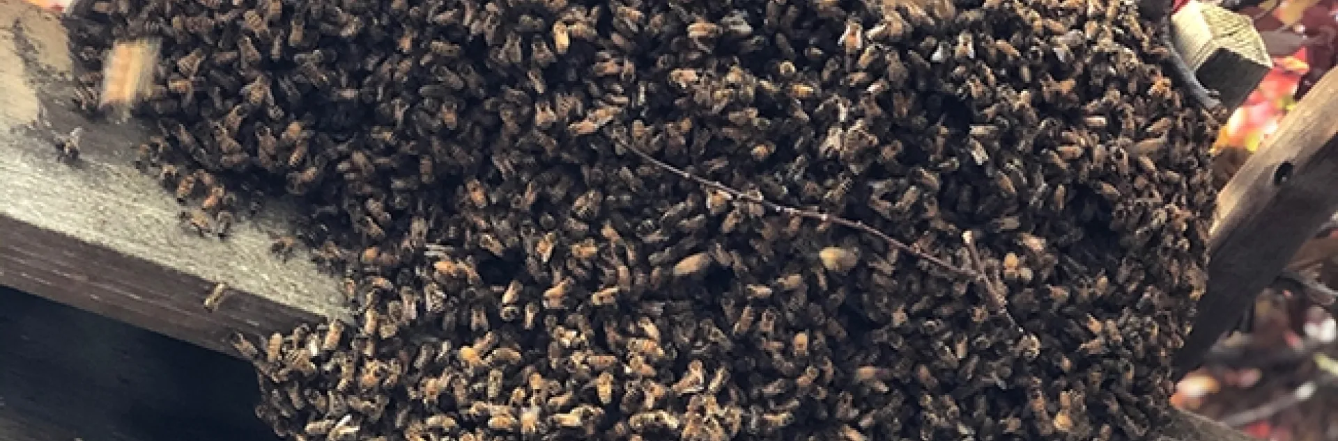 Around 6 p.m., April 1, the bee swarm at the Starner home looked like this. (Photo by the Craig and Shelly Hunt family)