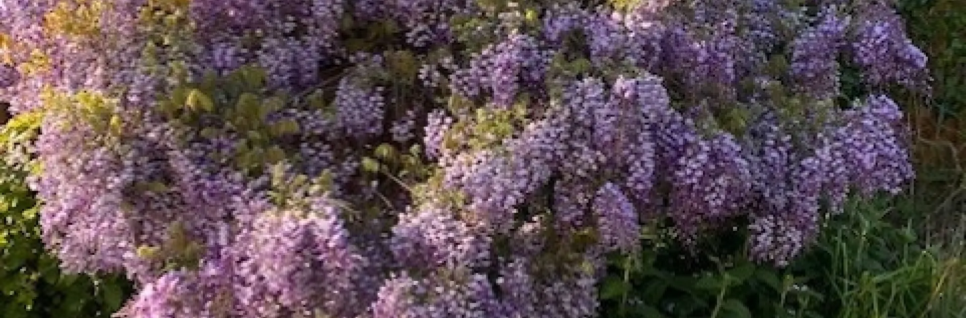 Wisteria by Mike Gunther