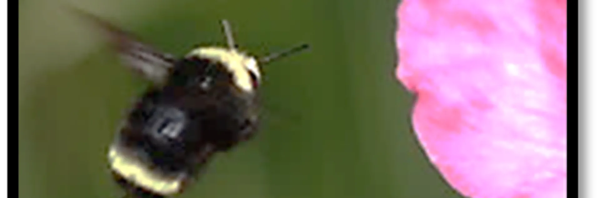 Bumble Bee - Tom Tucker