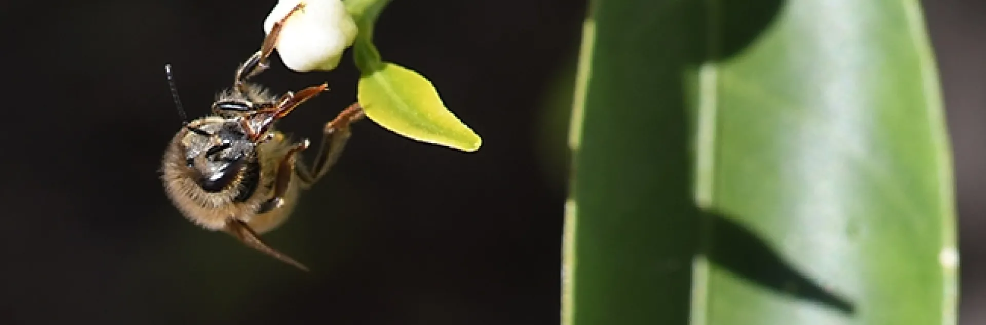A honey bee takes a break and cleans her proboscis (tongue) after foraging on a citrus blossom. (Photo by Kathy Keatley Garvey)