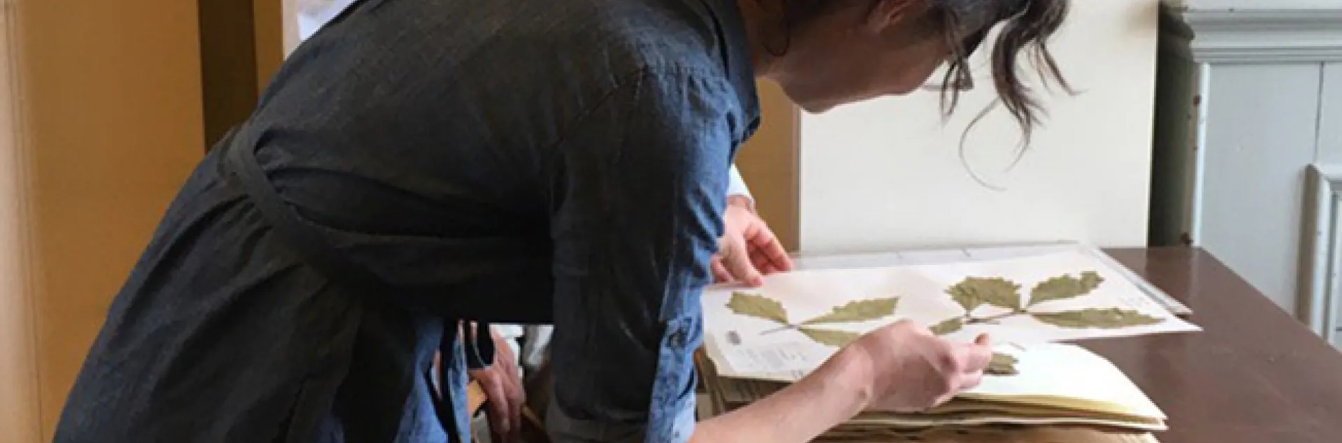 Urban landscape entomologist Emily Meinke working with Dave Barrington, director of the Pringle Herbarium at the University of Vermont. (Photo by Aimée Classen)