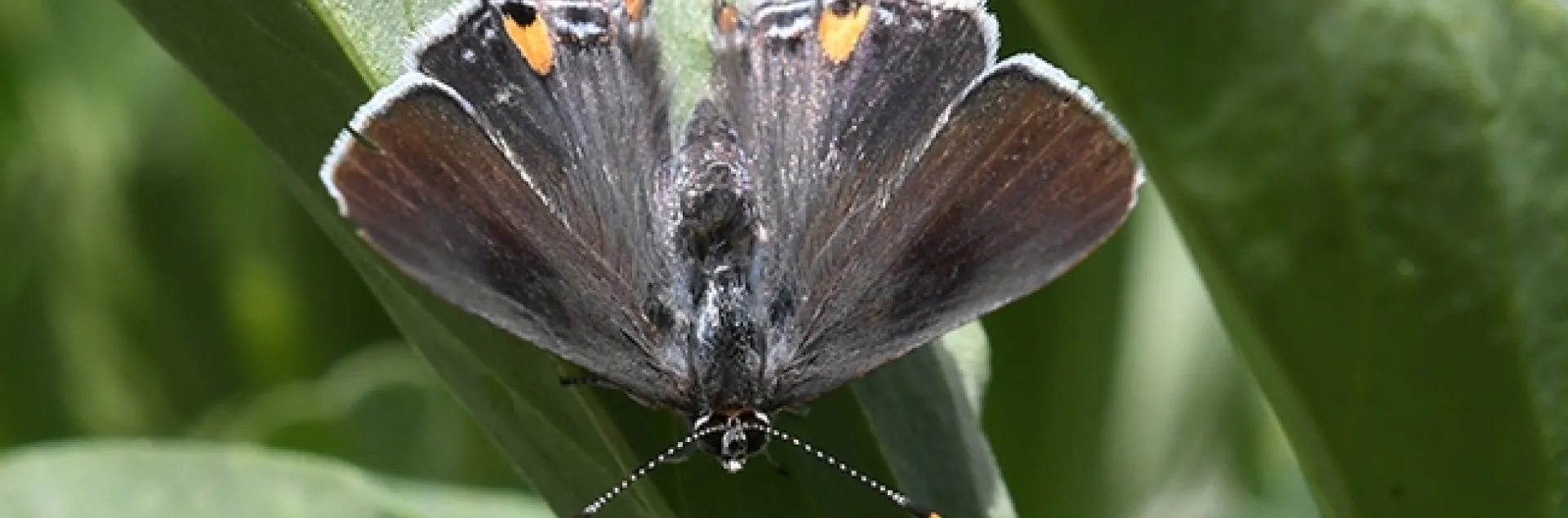 A gray hairstreak butterfly, Strymon melinus, on fava beans. (Photo by Kathy Keatley Garvey)