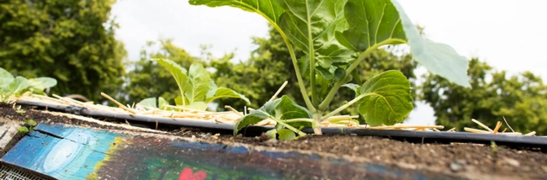 Close up of a leafy, green vegetable on a raised bed. A 2 by 4 piece of wood with "I heart vegetables" flanks the bed.