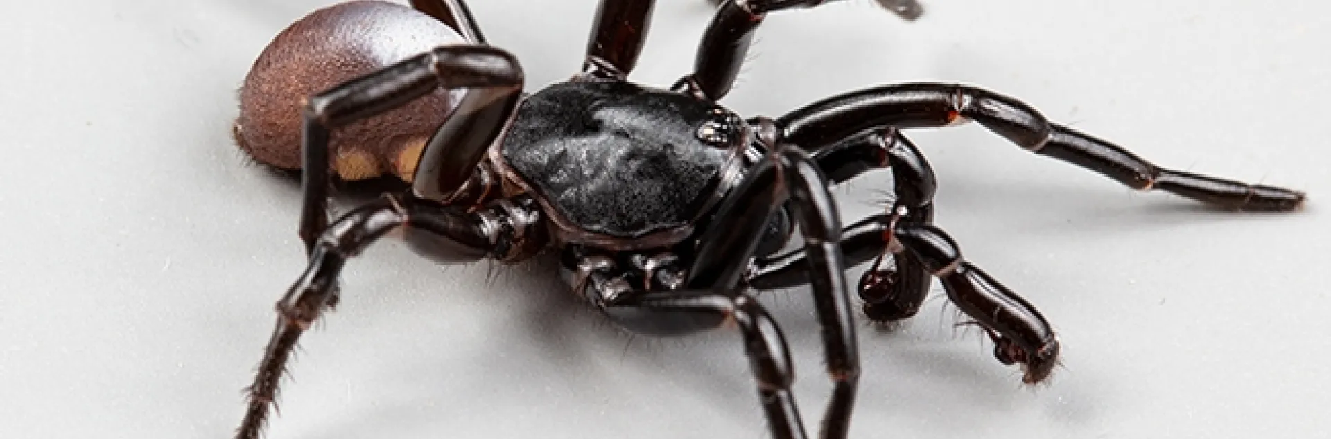A male Ummidia rongodwini (named for the husband of researcher Rebecca Godwin). It's found in the southeast, and this one is likely from the Carolinas. (Photo by Jason Bond)
