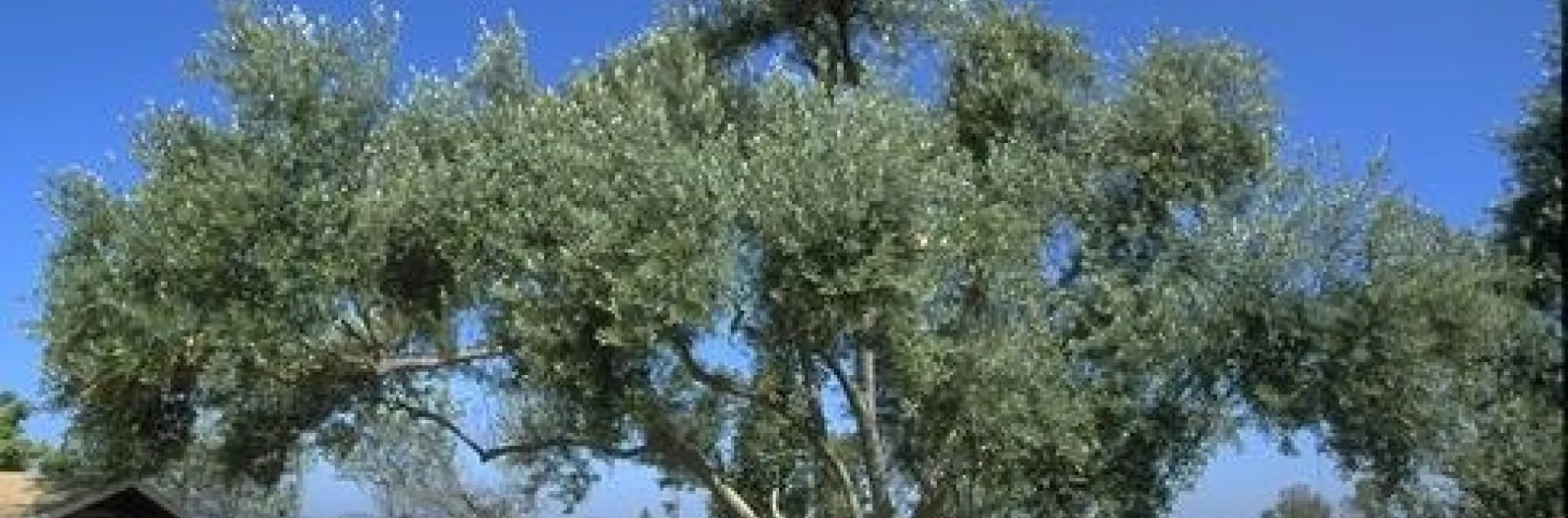 olive tree