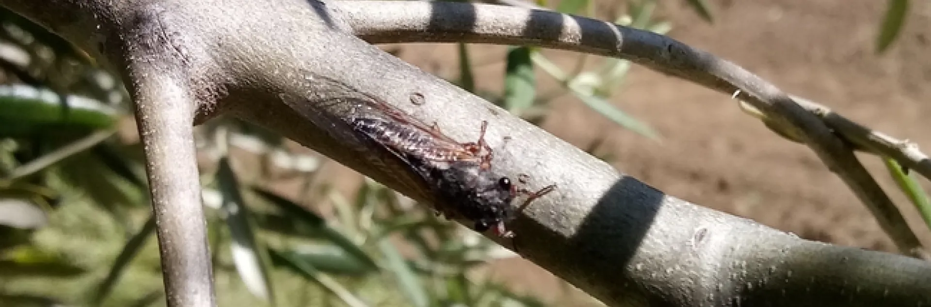 Cicada. photo by Jenni Dodini