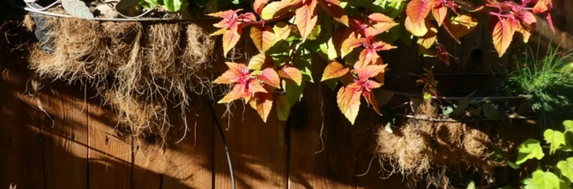 Coconut fiber lined wire planter. photos by Launa Herrmann