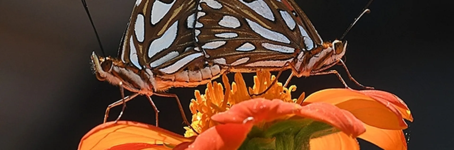 A pair of Gulf Fritillaries, Agraulis vanillae. (Photo by Kathy Keatley Garvey)