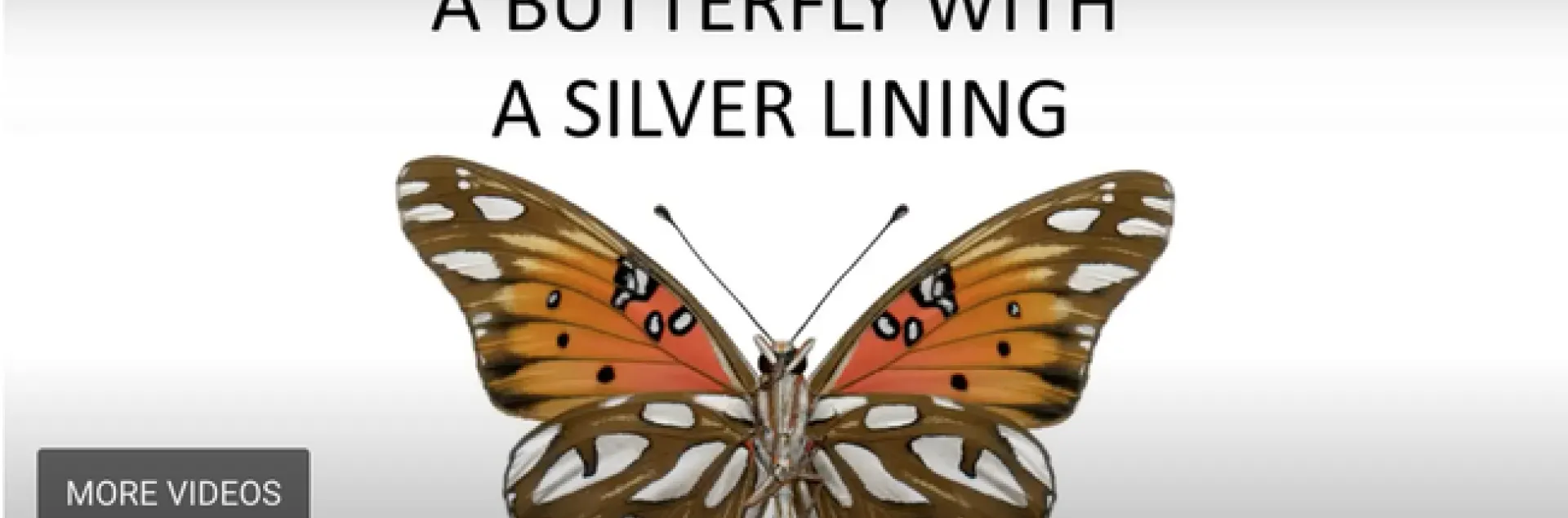 A screen shot of Greg Kareofelas' video on Gulf Fritillaries.