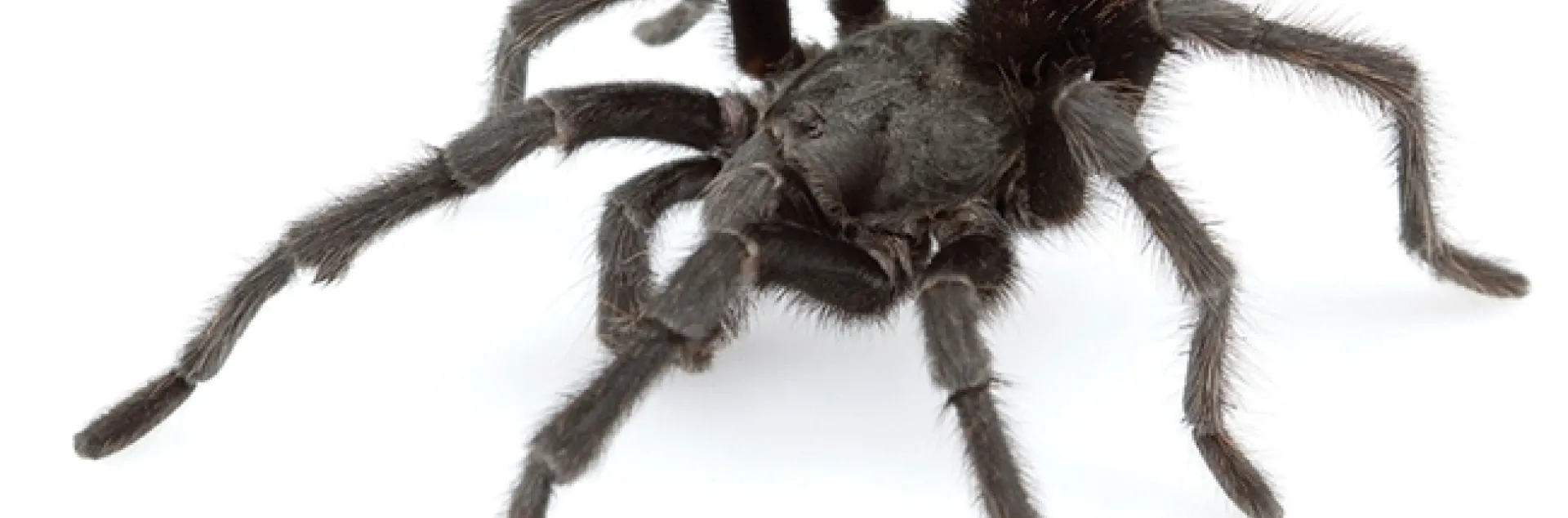 This tarantula is a male Aphonopelma johnnycashi. (Wikipedia image: credit,Chris A. Hamilton, Brent E. Hendrixson, Jason E. Bond - “Taxonomic revision of the tarantula genus Aphonopelma Pocock, 1901 (Araneae, Mygalomorphae, Theraphosidae) within the United States”, in ZooKeys, volume 560, 2016.