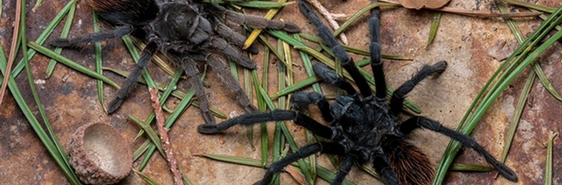 Chris Hamilton of the University of Idaho will present a UC Davis seminar on tarantula diversity on April 21. This is an undescribed species collected on the mountain ranges, the Sky Islands, in southeastern Arizona. (Photo by Brent E. Hendrixson)