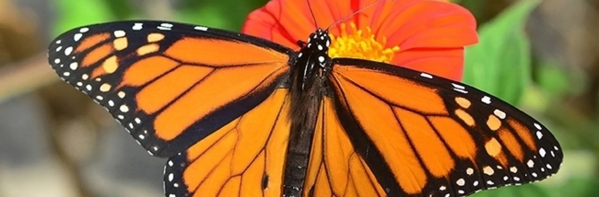Entomologist Jeff Smith, curator of the Lepidoptera collection at the Bohart Museum of Entomology laments the declining population of monarchs and advocates that people plant milkweed and nectar sources in their gardens. (Photo by Kathy Keatley Garvey)