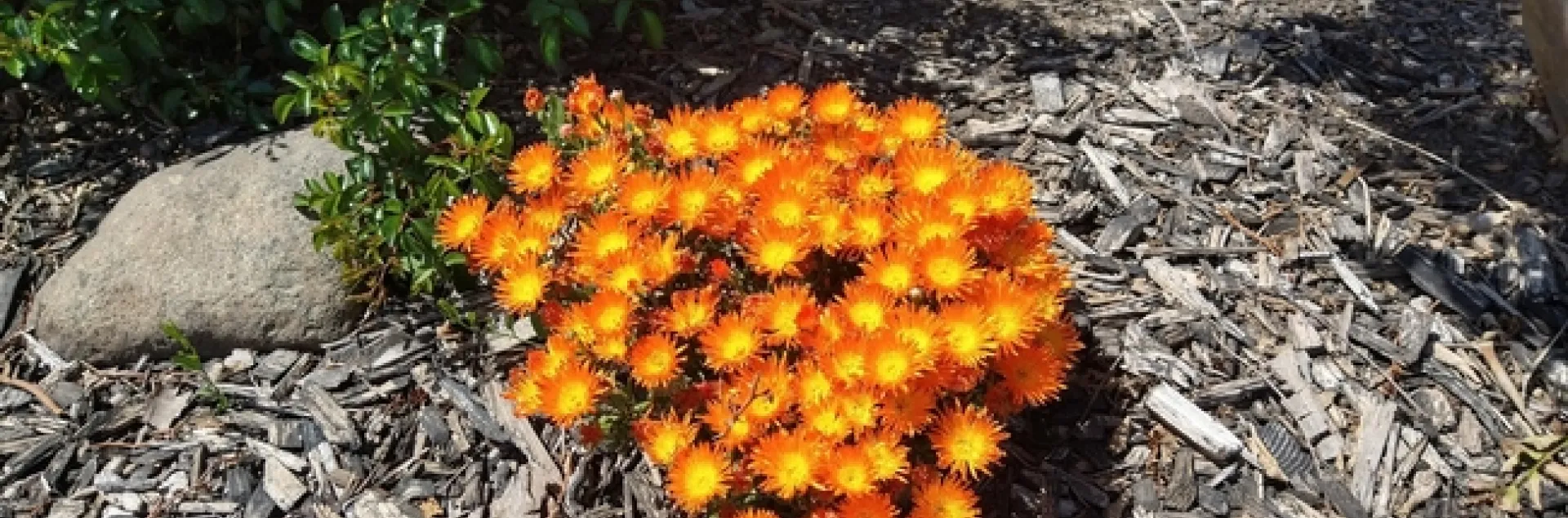 Ice plants pop in the landscape