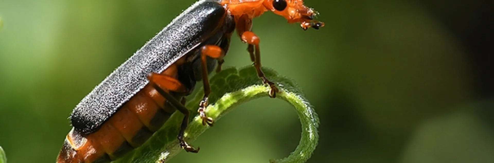 A soldier beetle (family Cantharida) looks out over a milkweed in search of more aphids. (Photo by Kathy Keatley Garvey)