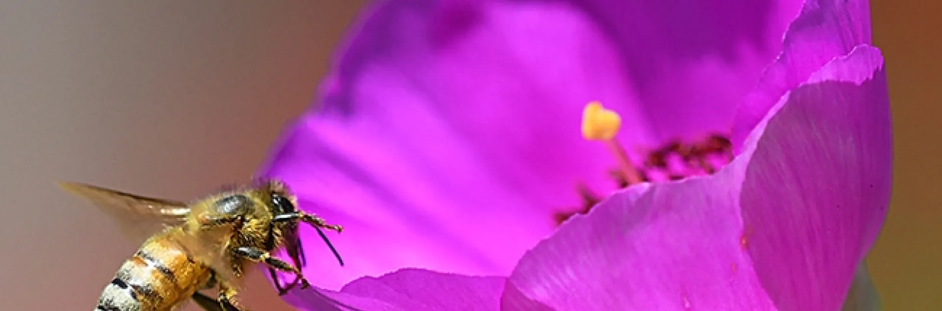 A honey bee touches down on a rock purslane, Calandrinia grandiflora. This plant yield red pollen. (Photo by Kathy Keatley Garvey)