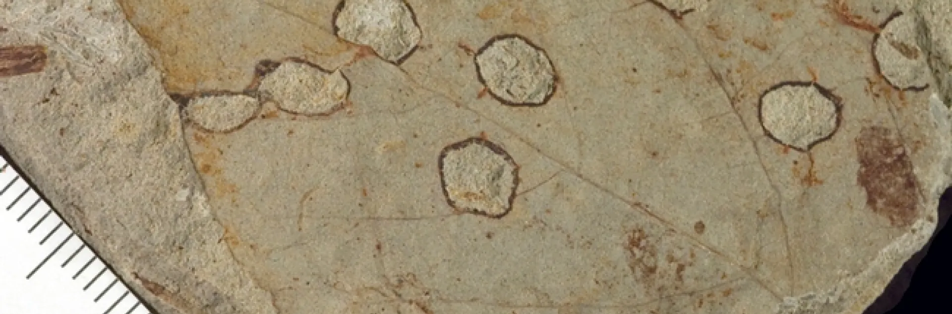 Ancient bug bitten leaves, like this one, will be the subject of Ellen Currano's virtual UC Davis seminar on Wednesday, April 28.