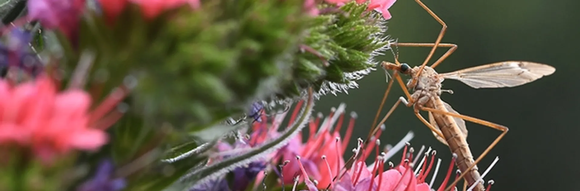 A common crane fly, Tipula oleracea, on a tower of jewels, Echium wildpretii. (Photo by Kathy Keatley Garvey)