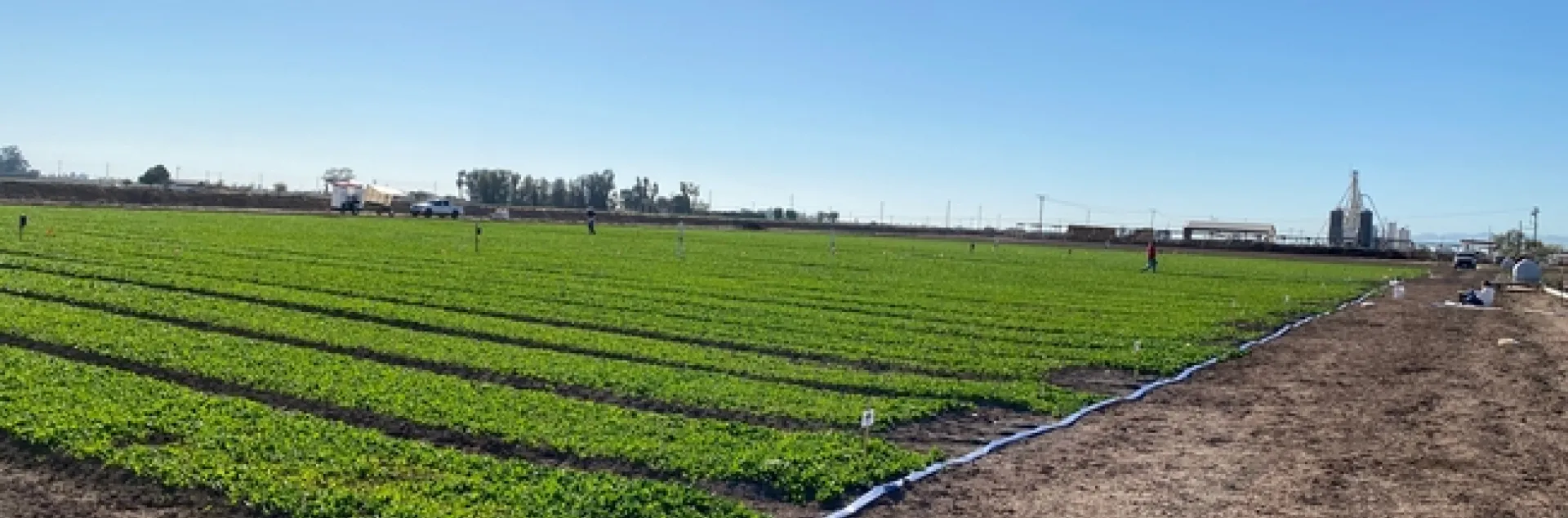 image of organic spinach field where trials took place at UC Desert REC