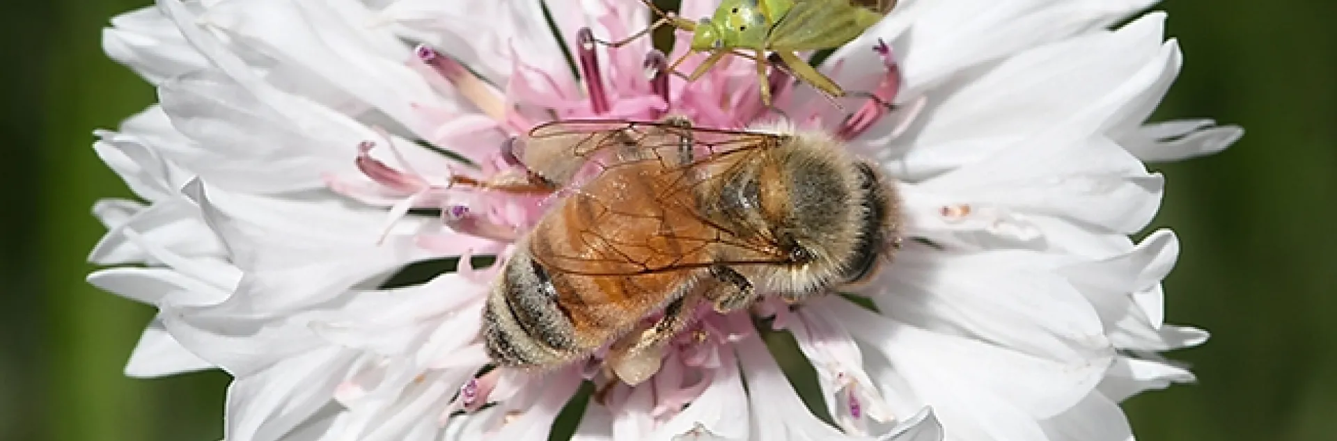 A honey bee and a lygus bug sharing a batchelor button in the UC Davis Ecological Garden. (Photo by Kathy Keatley Garvey)