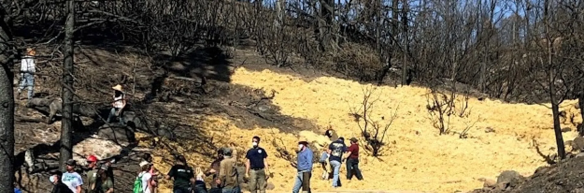 After the Creek Fire, the 4-H Ambassadors partnered with Intermountain Nursery and Sierra Resiliency Fund to prevent soil erosion.