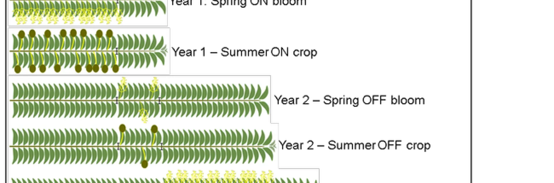 olive fertilization 1