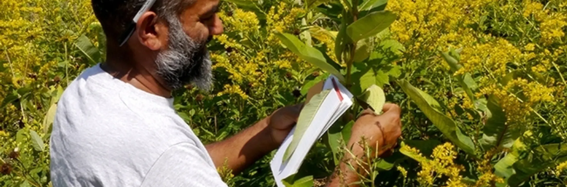 Cornell University Professor Anurag Agrawal collecting data in Ithaca. He is a newly elected member of the National Academy of Sciences. (Courtesy Photo)