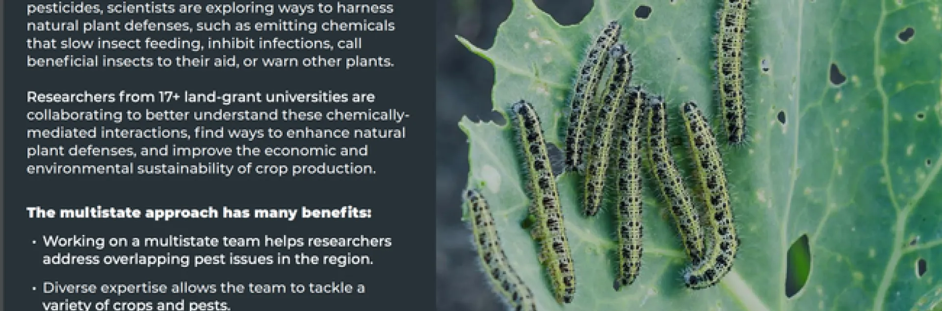 The UC Davis research of Richard Karban and Rachel Vannette is spotlighted on Multistate Research Fund's impact statement on "Using Chemical Ecology to Control Pests and Protect Pollinators."