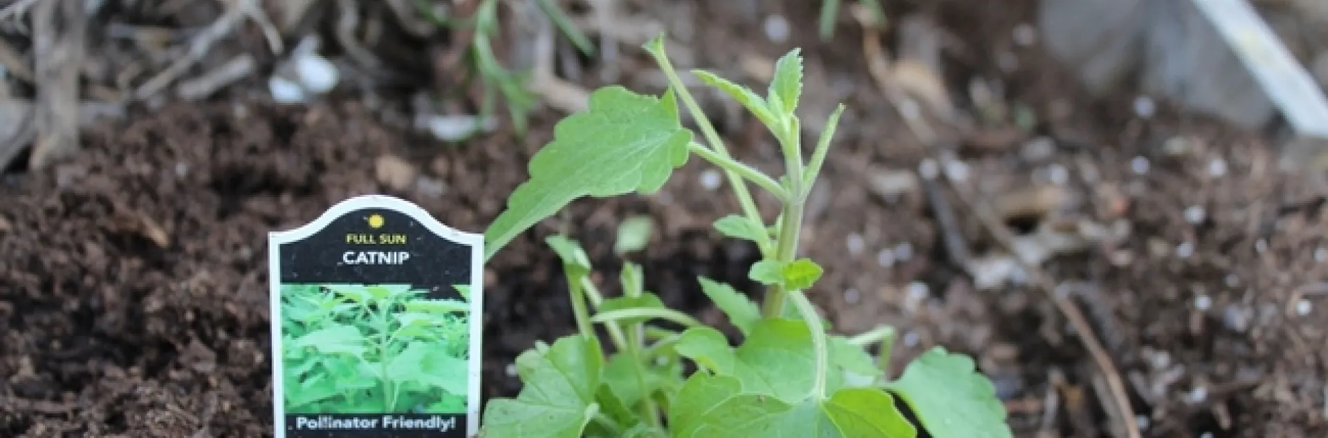 photos by Brenda Altman