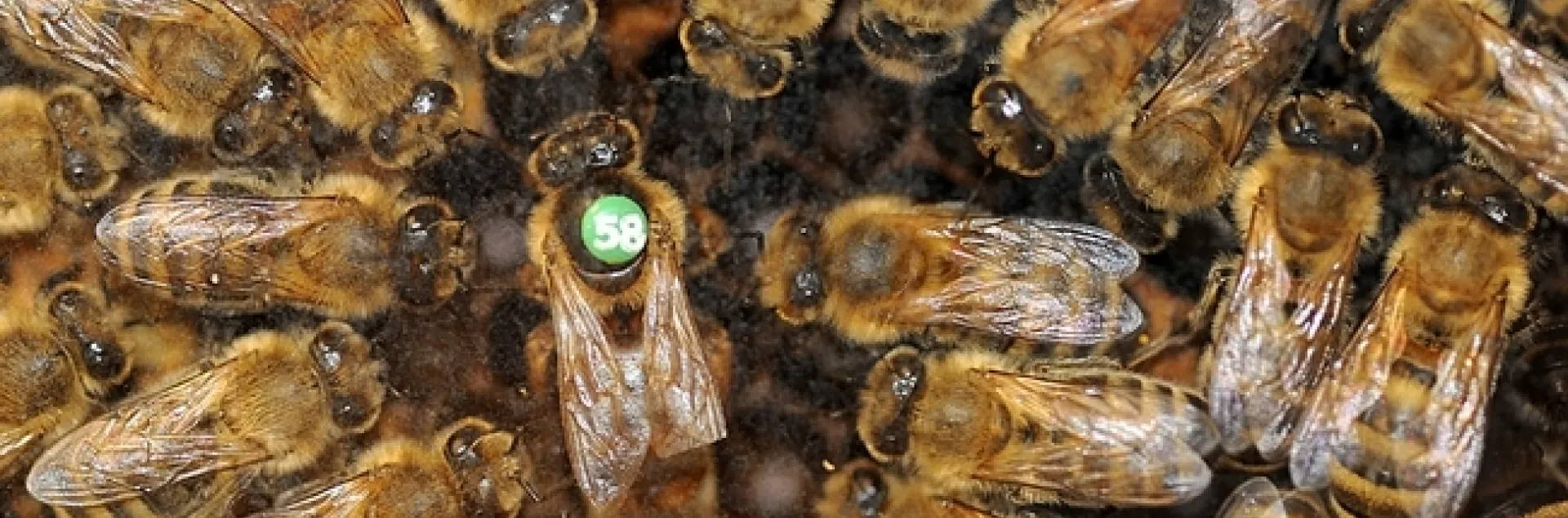 A queen bee (No. 58) and her retinue. This image is from Susan Cobey's colony.(Photo by Kathy Keatley Garvey)
