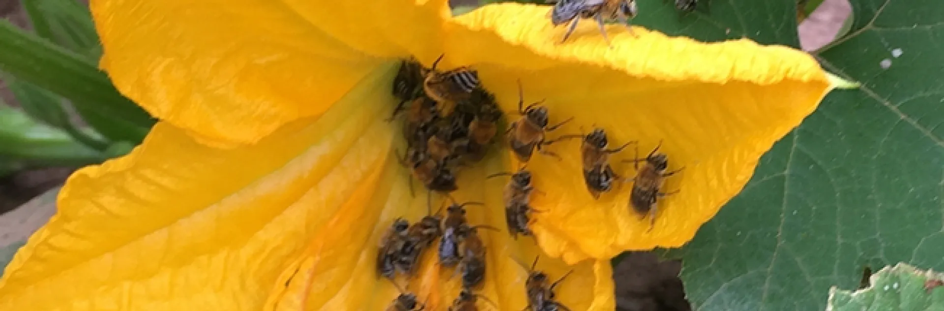 Squash bees are among the insects that Margarita López-Uribe of Pennsylvania State University studies.