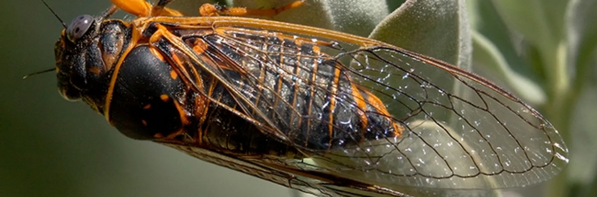 Photographer Allan Jones found this cicada in the Ruth Risdon Storer Garden of the UC Davis Arboretum and Public Garden several years ago. It appears to be a Okanagana arboraria, according to Louie Yang of the UC Davis Department of Entomology and Nematology faculty. (Photo by Allan Jones)