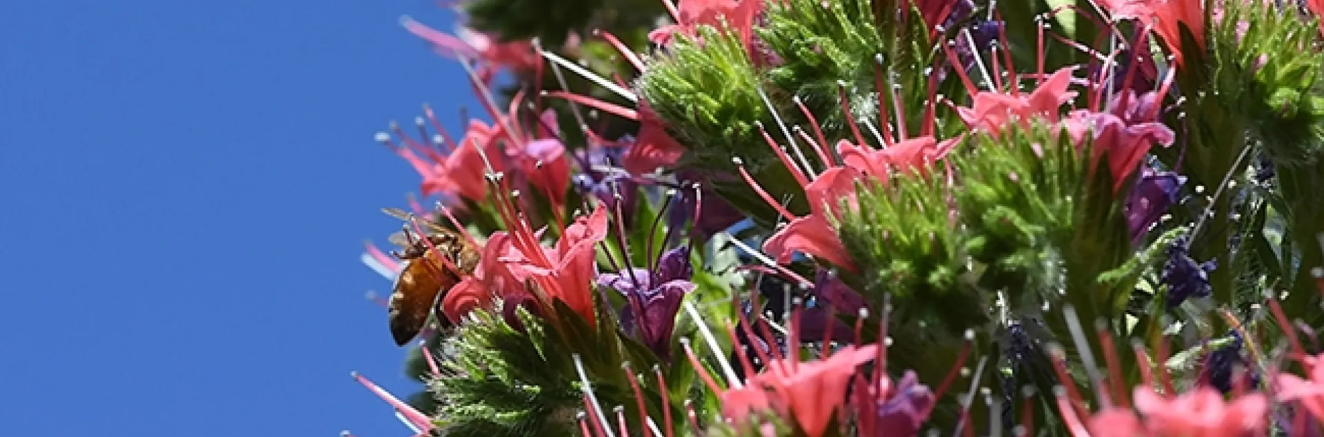Honey bees can't get enough of the tower of jewels, Echium wildpretii. The plant yields both nectar and pollen. The pollen is blue. (Photo by Kathy Keatley Garvey)